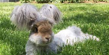 Image result for Fluffiest Angora Rabbit