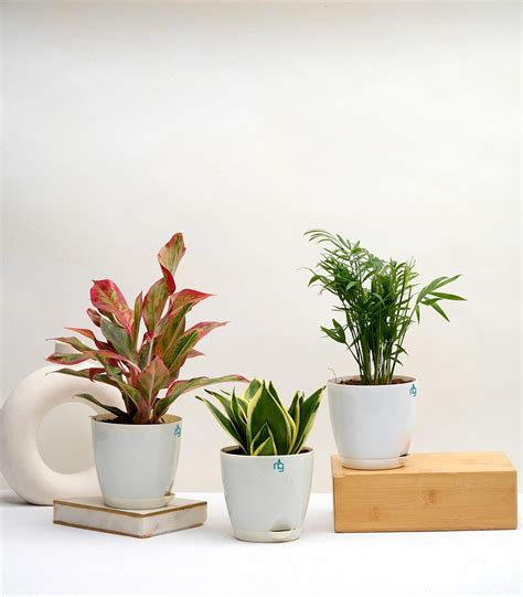 Nurturing Green® Combo of Self Watering Plants (Snake, Chamaedorea Palm ...