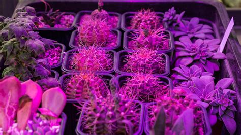 Image result for LED Grow Light Spectrum