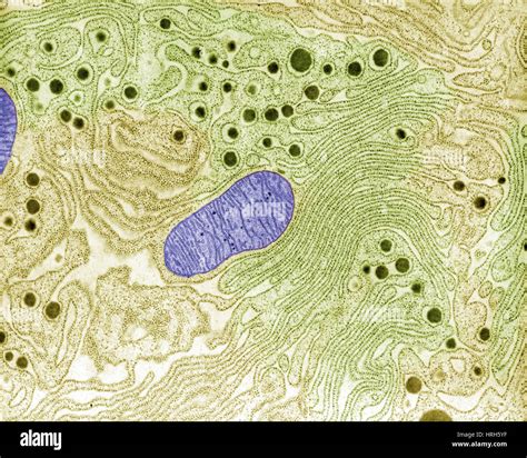 Rough Endoplasmic Reticulum Function