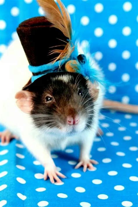 Cute Rat in a Hat