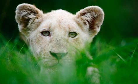 NATURE: The White Lions | KPBS Public Media