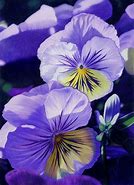 Image result for Amazing Flower Drawings