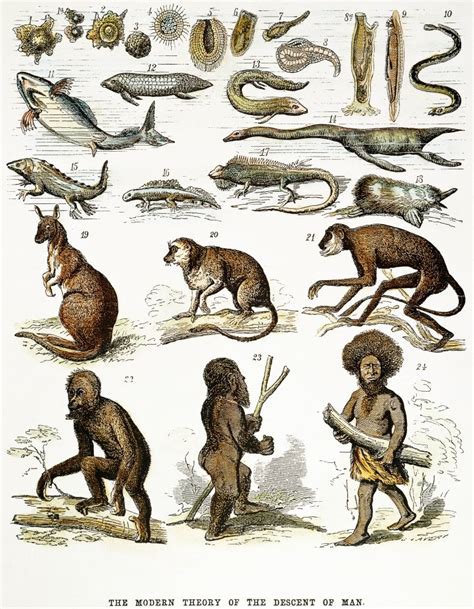 Evolution Chart All Animals 的图像结果