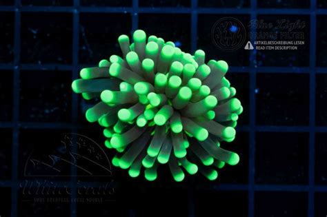 Euphyllia glabrescens Glow Stick (Filter)-E_250104_009