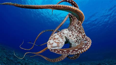 Image result for Octopus Desktop