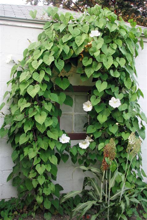 Perennial Flowering Vines: A Guide to Adding Beauty to Your Garden