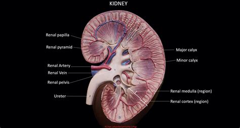 Kidney Model Labeled
