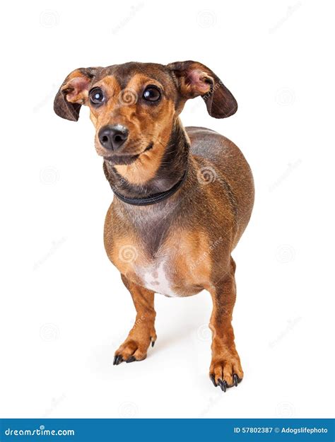 Small Dachshund Mixed Breed Dog Standing Stock Image - Image of space ...
