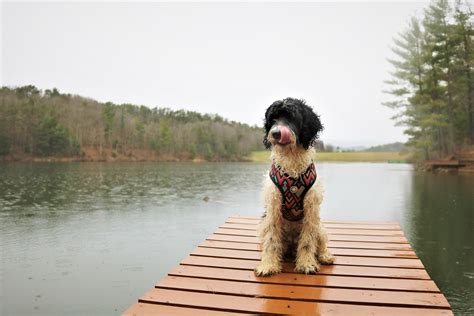 Image result for Cockapoo Training