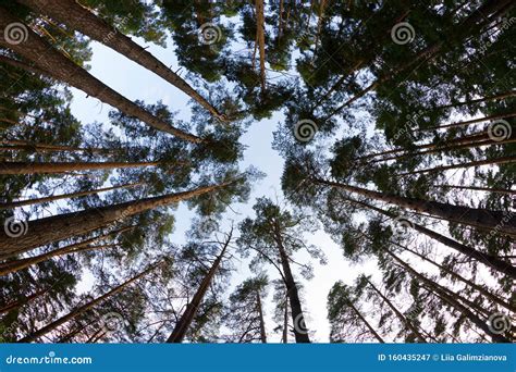 Image result for Tall Tree Tops