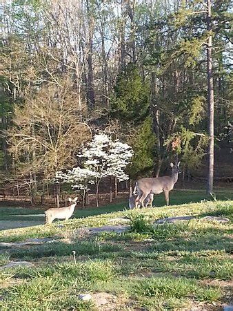 Rickety Old Place Stay Far From Here. Unless you like looking at deer ...