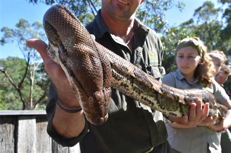 Image result for Retic Python Bite