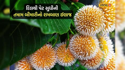 દિલથી પેટ સુધીની તમામ બીમારીનો રામબાણ ઈલાજ, શારીરિક નબળાઈ દૂર કરવા ...