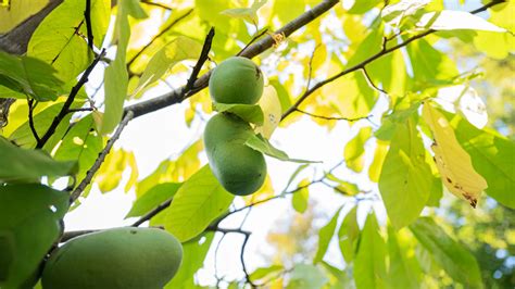 Rare Tropical Fruit Trees 的图像结果