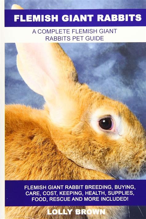 Buy Flemish Giant Rabbits: Flemish Giant Rabbit Breeding, Buying, Care ...