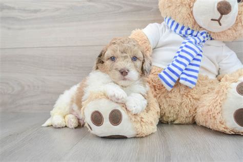 Image result for Cockapoo Dog Baby
