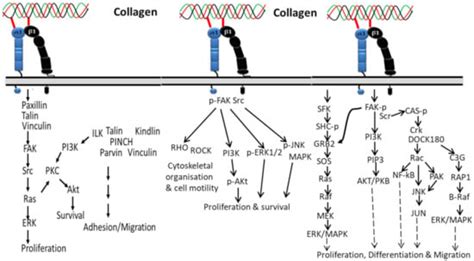 The Molecular Interaction of Collagen with Cell Receptors for ...