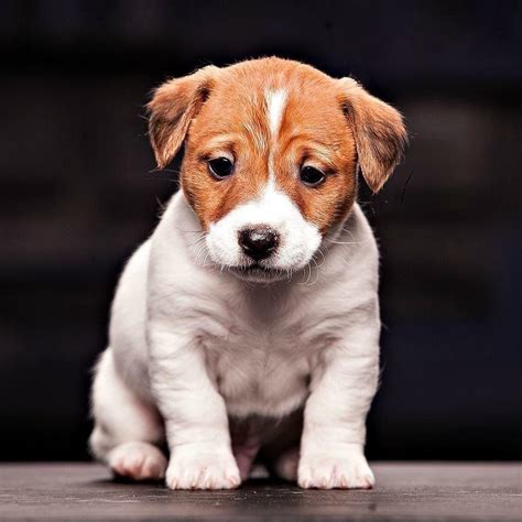 Small Dogs | Find Your Perfect Healthy Puppies – Dav Pet Lovers