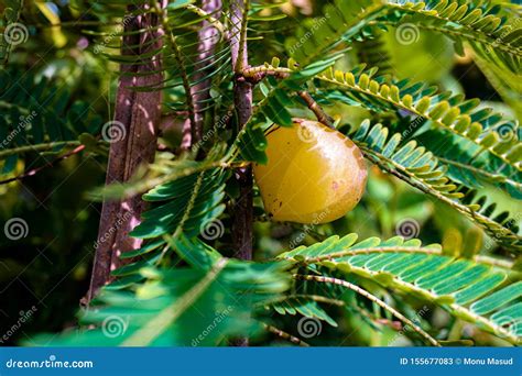 Phyllanthus Emblica, Also Known As Emblic, Emblic Myrobalan, Myrobalan, Indian Gooseberry ...