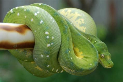 Image result for Green Tree Python Facts