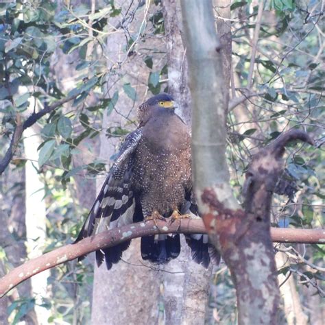 NAGZIRA TIGAR RESORT (Chorkhamara) - Hotel Reviews & Photos - Tripadvisor