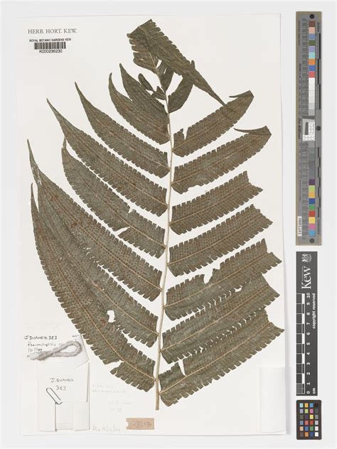 Thelypteris truncata (Poir.) K.Iwats. | Plants of the World Online ...