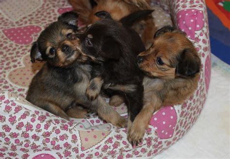 Galería archivos - Cachorros Pequeño Perro Ruso - Russian Toy Terrier