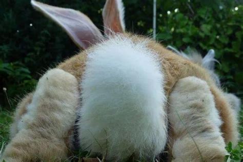 兔子的尾巴有什么作用：危险时刻帮助逃生(跳跃时维持平衡)_探秘志