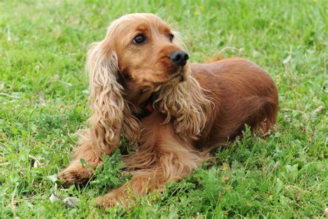 Cocker Spaniel Price In India (April 2023) | Cocker Spaniel Price ...