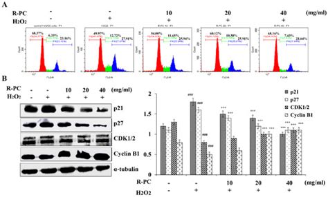 Anti-Aging Effects of R-Phycocyanin from Porphyra haitanensis on HUVEC ...