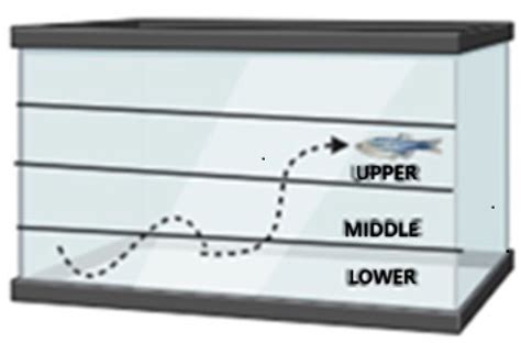 Evaluation of the Effects of Diet-Induced Obesity in Zebrafish (Danio rerio): A Comparative Study