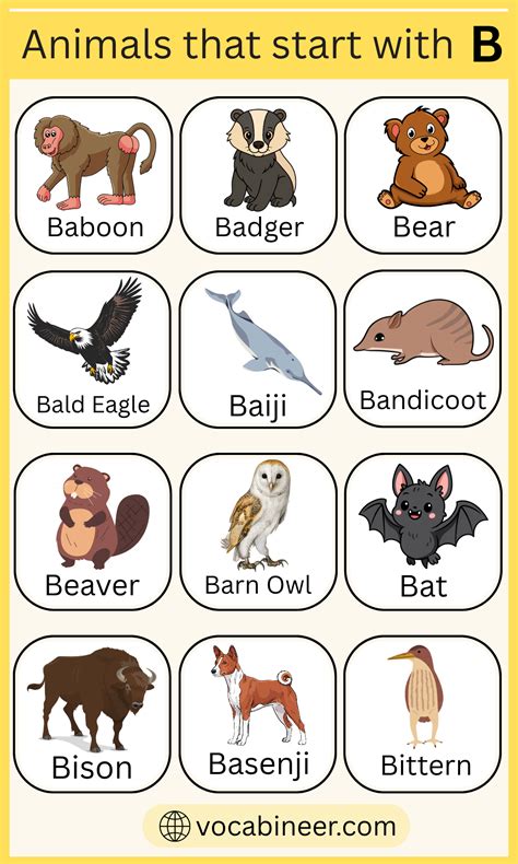244 Wonderful Animals Starting with B with their Pictures