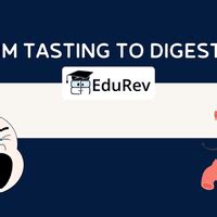 From Tasting To Digesting PPT - Class 5 EVS - Fully Solved Notes For ...