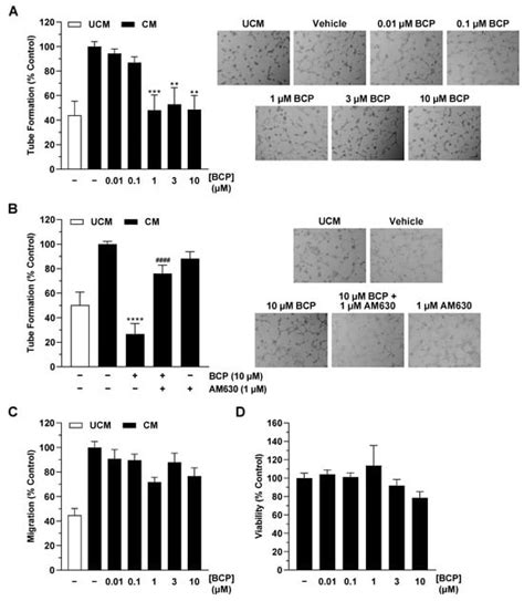 β-Caryophyllene Inhibits Endothelial Tube Formation by Modulating the ...
