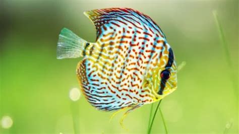 Discus Fish in Bangalore: Price, Where to Buy, Discus Collection