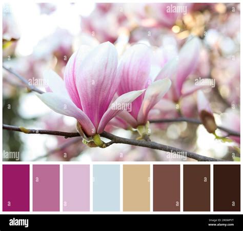 Color Of Magnolia Flowers