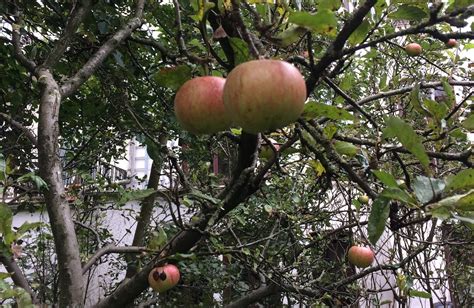 Image result for Apple Tree Pruning