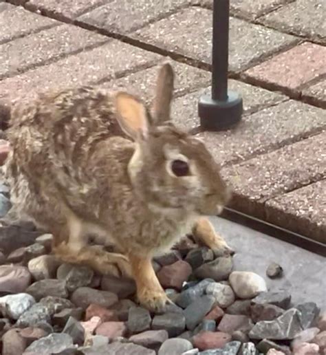 LIFT BRIDGE LODGE, ASCEND HOTEL COLLECTION (Duluth) - Hotel Reviews ...