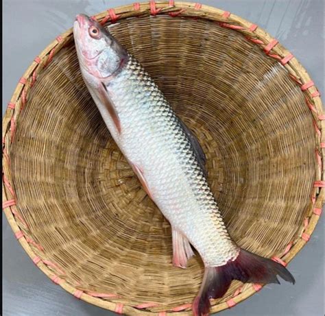 দাম কম কাজ বেশি, রুই-কাতলার সব গুণ সস্তার মাছে - Mrigal fish health ...