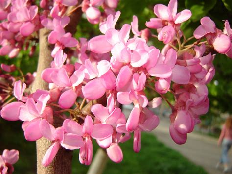 Image result for Purple Tree