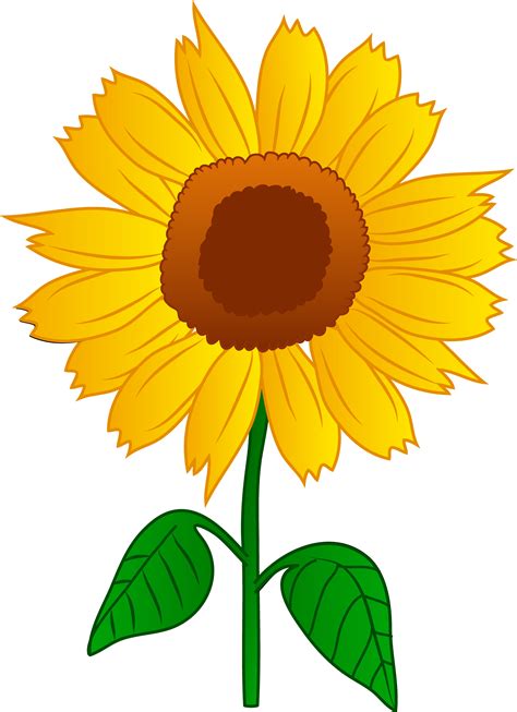 Sunflower Clip Art - Sunflower Clip Art - (4909x6763) Png Clipart Download