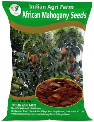 IAgriFarm African Mahogany Seed - 1 kg / Swietenia Macrophylla Seed for ...