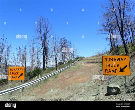 Mount Saint Helena morning-glory (Calystegia collina oxyphylla) Plantae ...