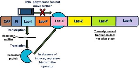 Image result for Lac Operon Negative Control