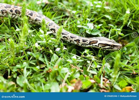 Image result for Dangerous Python