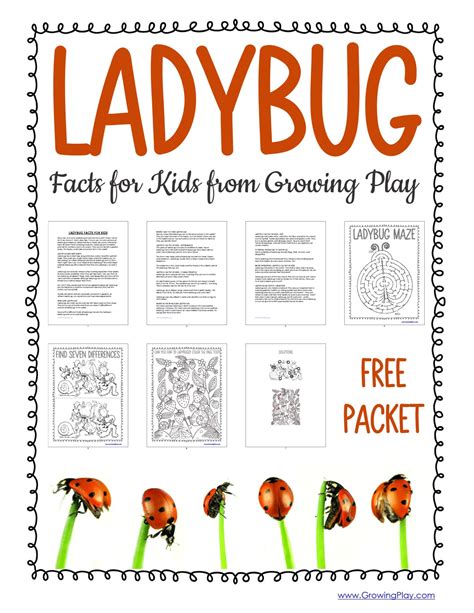 Ladybug Facts For Toddlers at Don Pursel blog