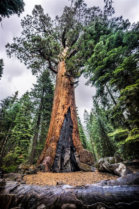Mariposa Grove At Yosemite Opens Its Gate After 3 Years