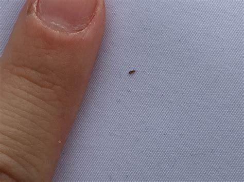 What Does A Bed Bug Baby Look Like at Harold Chappell blog
