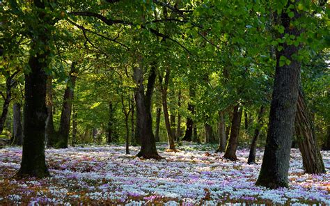 Bing Wallpaper Fall Forest 的图像结果